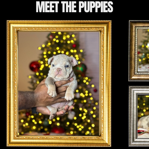 lilac English bulldog puppy in front of Christmas tree